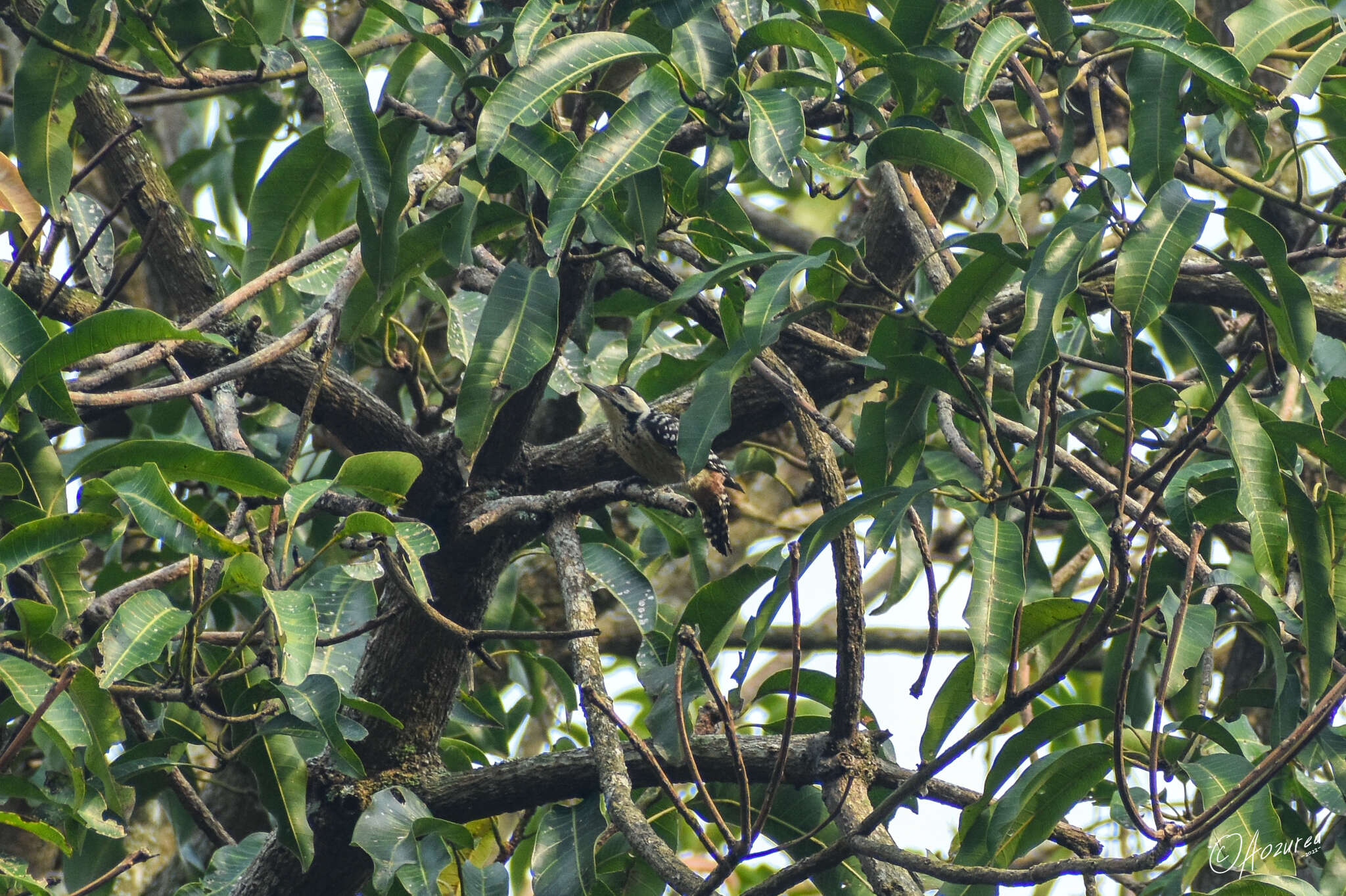 Image of Freckle-breasted Woodpecker