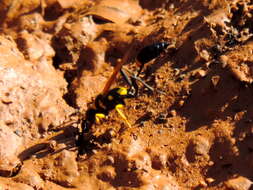 Image of Sceliphron assimile (Dahlbom 1843)