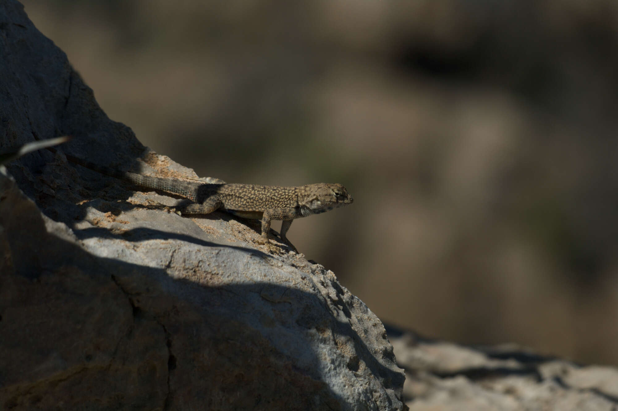 Imagem de Sceloporus merriami merriami Stejneger 1904