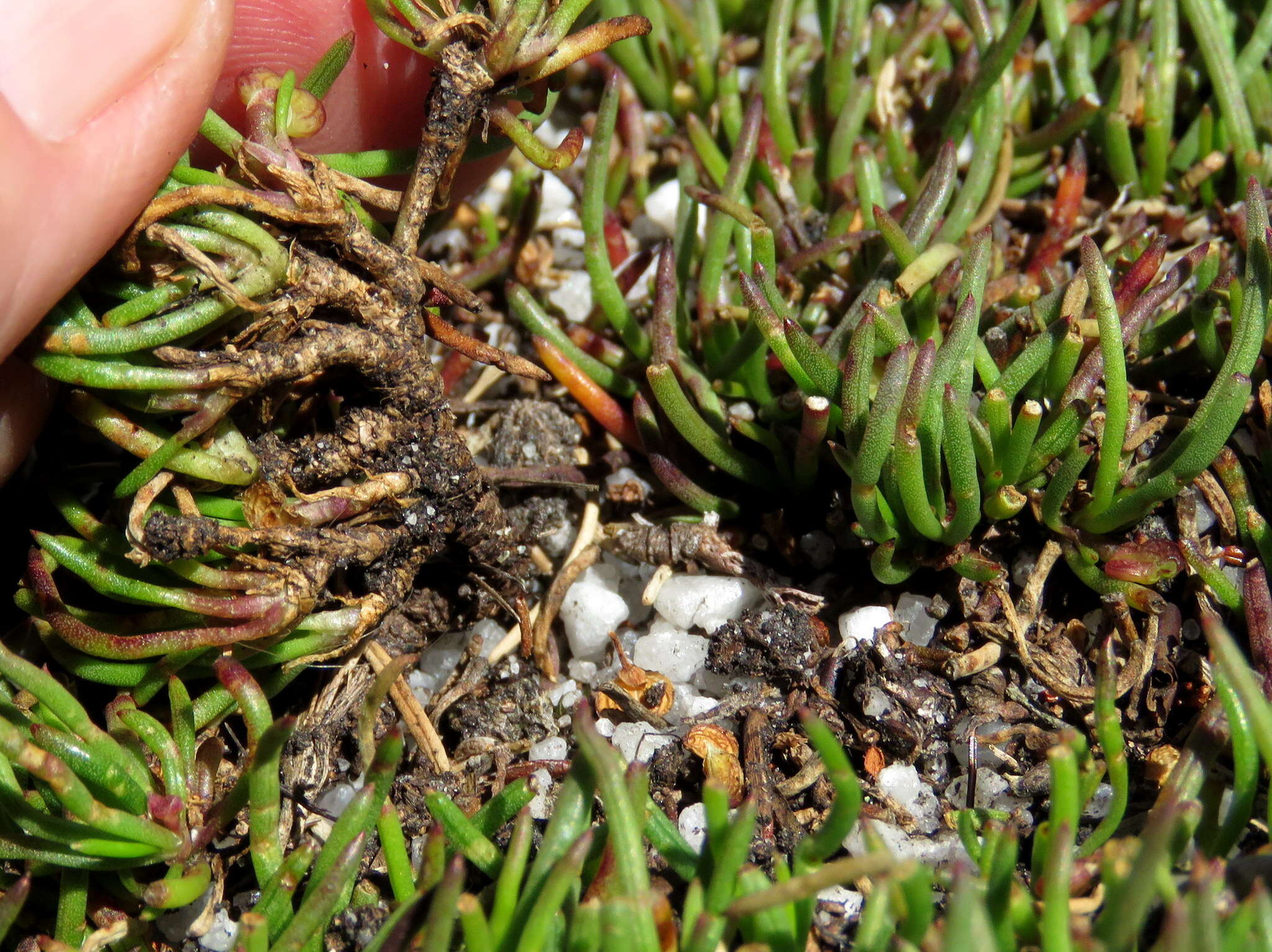 Image of Centella caespitosa Adamson