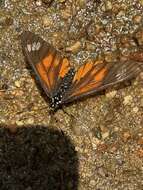 Image of Acraea baxteri Sharpe 1902