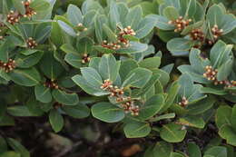 Image of Azores laurel