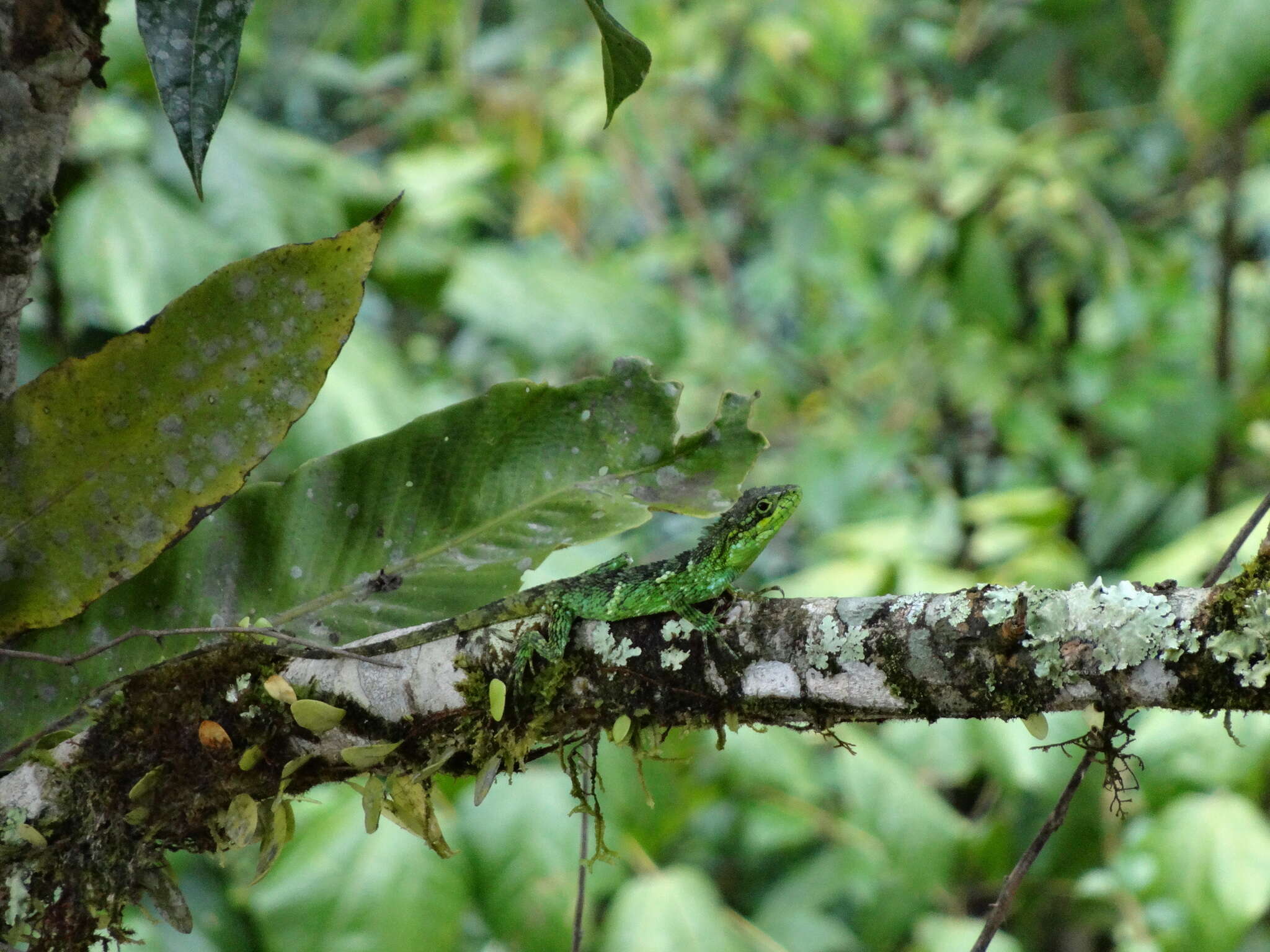 Image of Pseudocalotes bapoensis (Yang, Su & Li 1979)