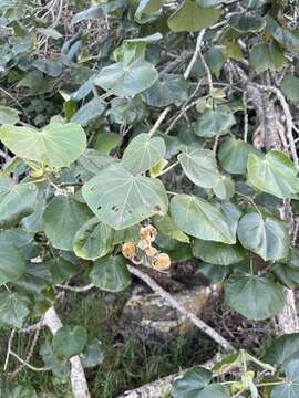 Plancia ëd Hibiscus tiliaceus subsp. tiliaceus