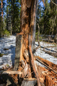 Image of Six-toothed spruce bark beetle