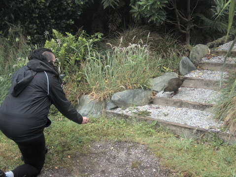 Image of Buff Weka