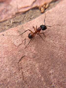 Plancia ëd Camponotus ocreatus Emery 1893