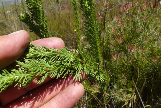 Imagem de Euryops pinnatipartitus (DC.) B. Nordenst.