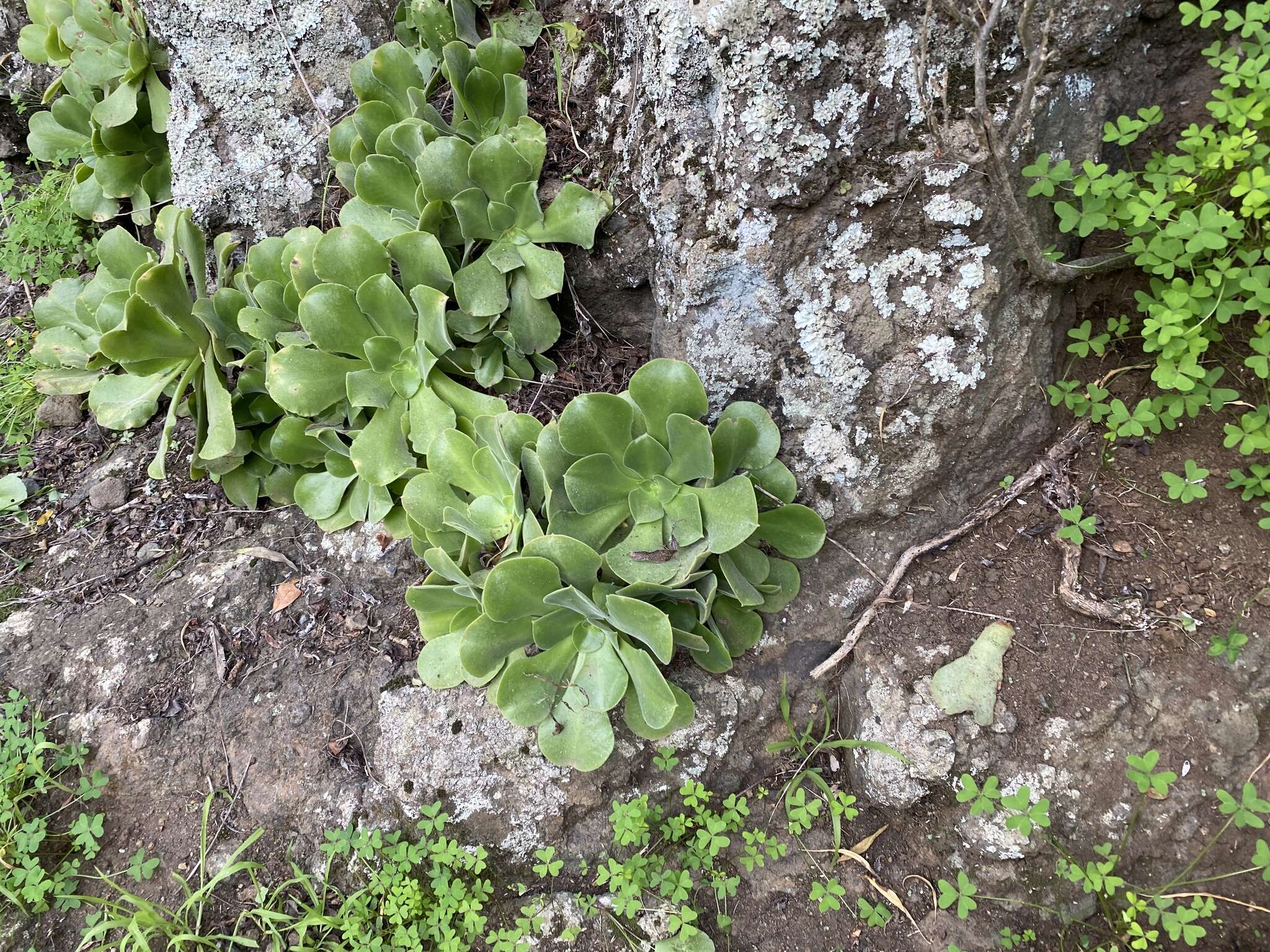 Image of Aeonium canariense subsp. virgineum (Webb) Bañares