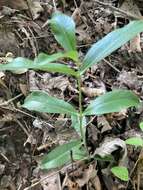 Image de Gentiana villosa L.