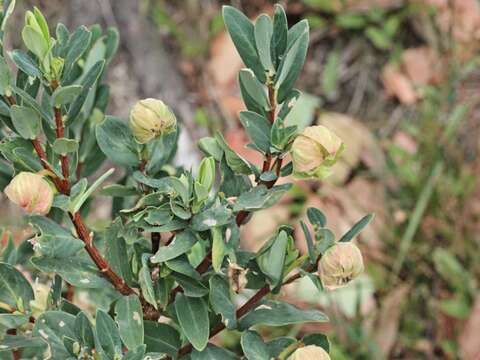 صورة Pimelea ligustrina Labill.