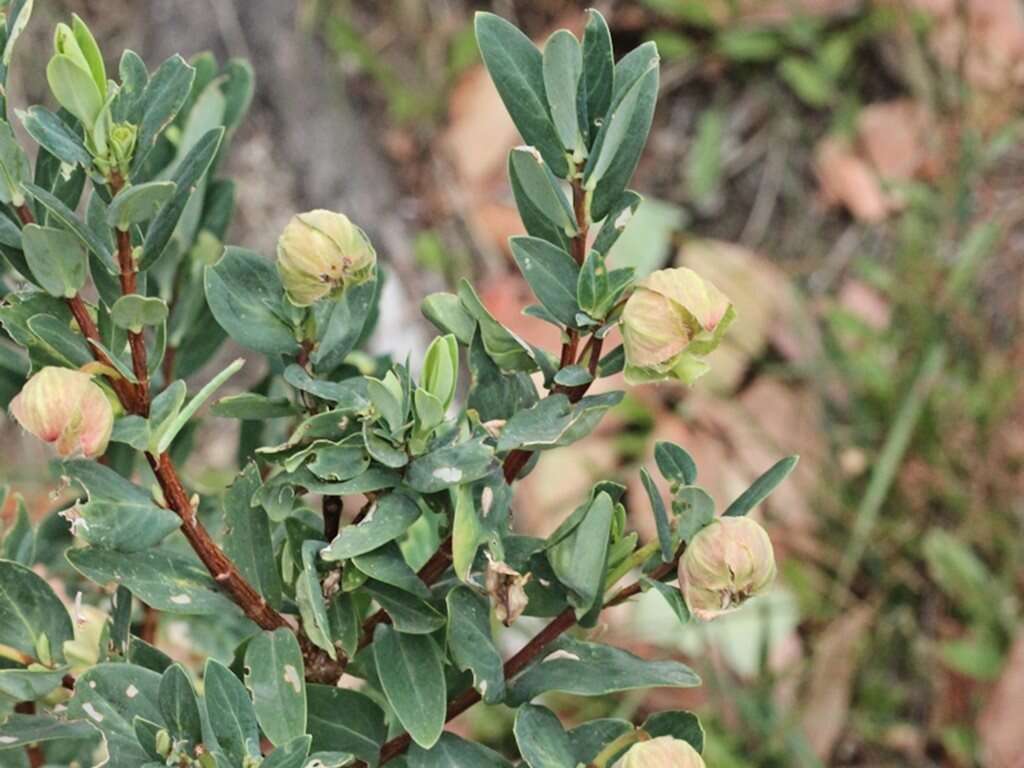 صورة Pimelea ligustrina Labill.