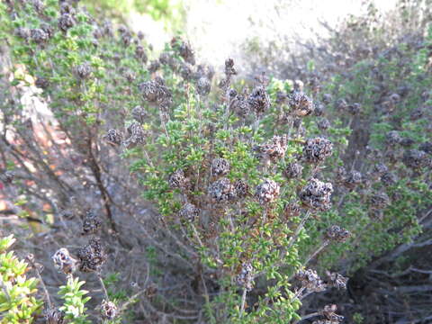 Imagem de Thymus carnosus Boiss.