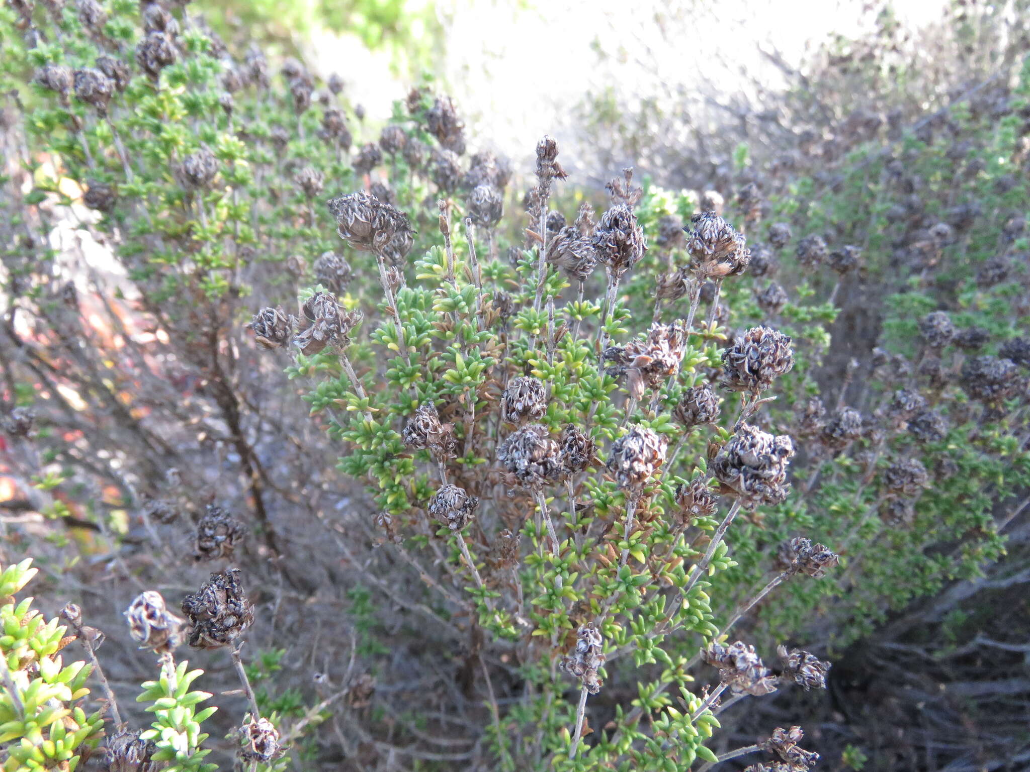 صورة Thymus carnosus Boiss.