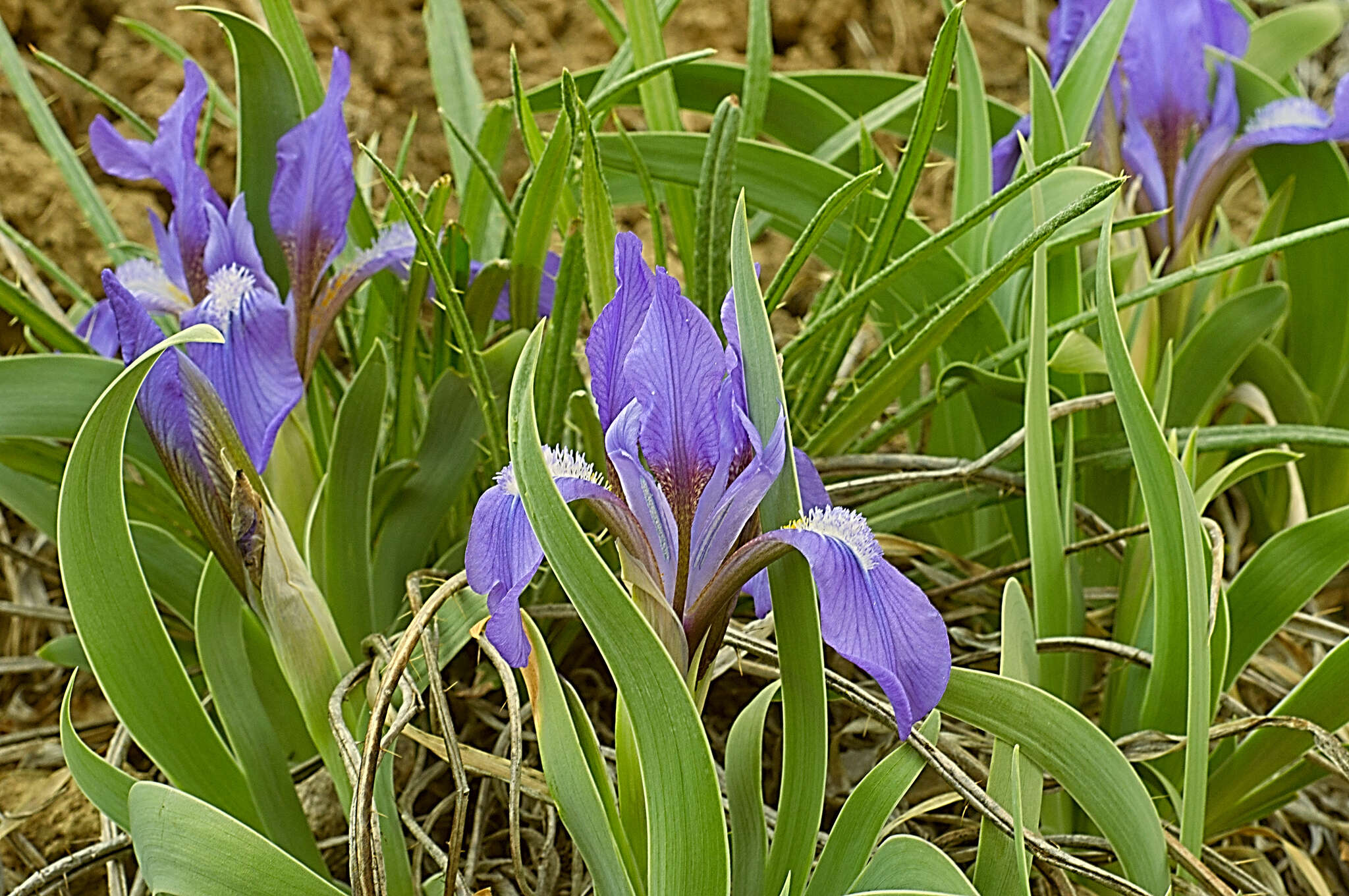 Image of Iris glaucescens Bunge