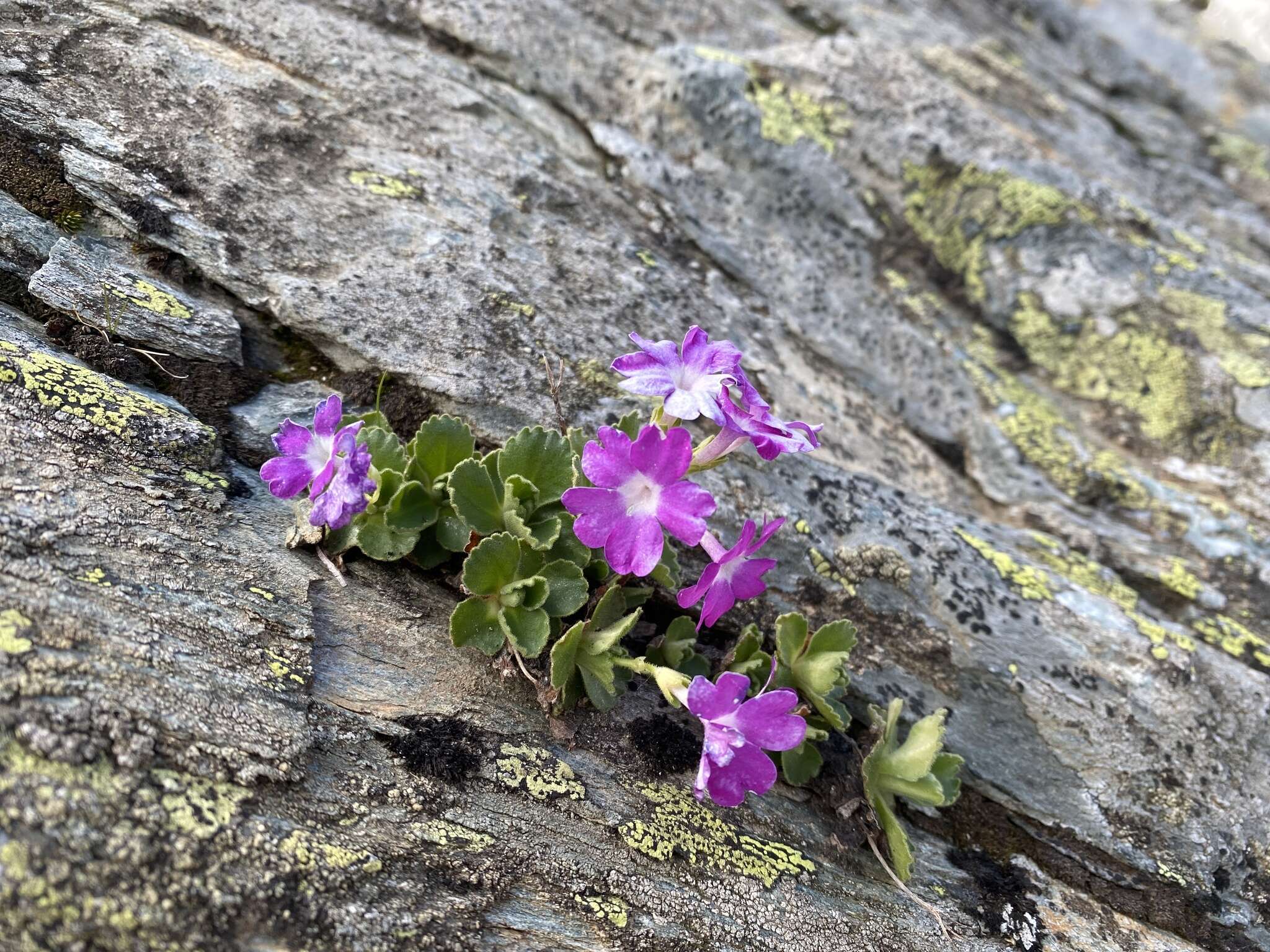 Image of Primula hirsuta All.