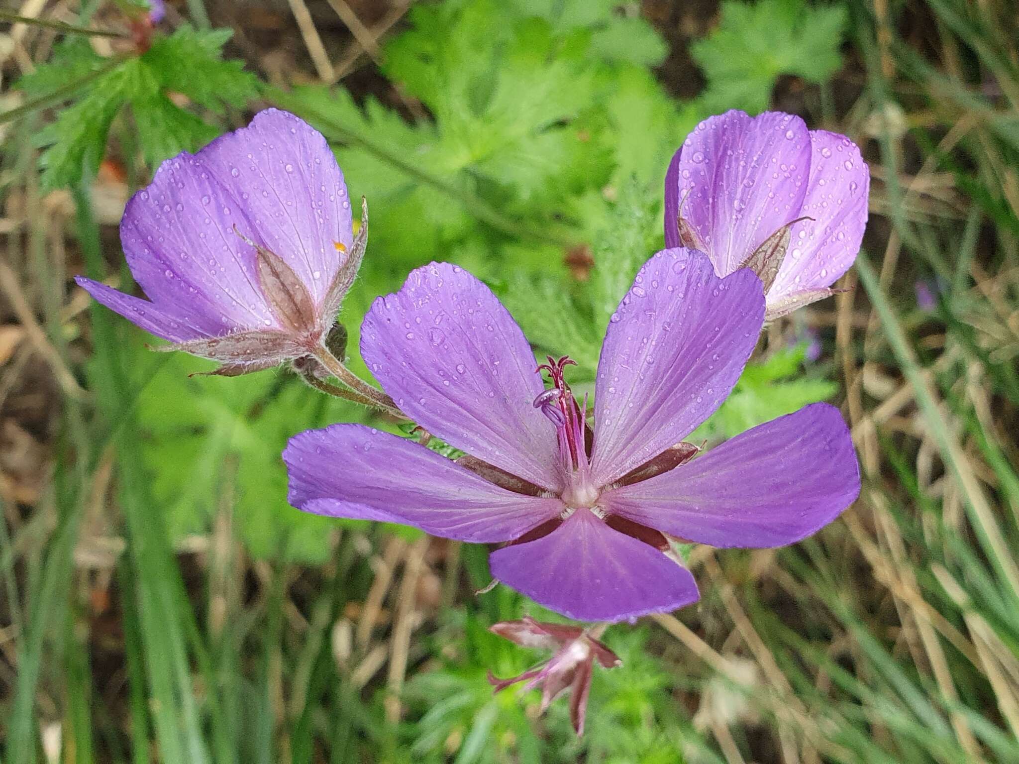 Image of Geranium atlanticum Boiss.