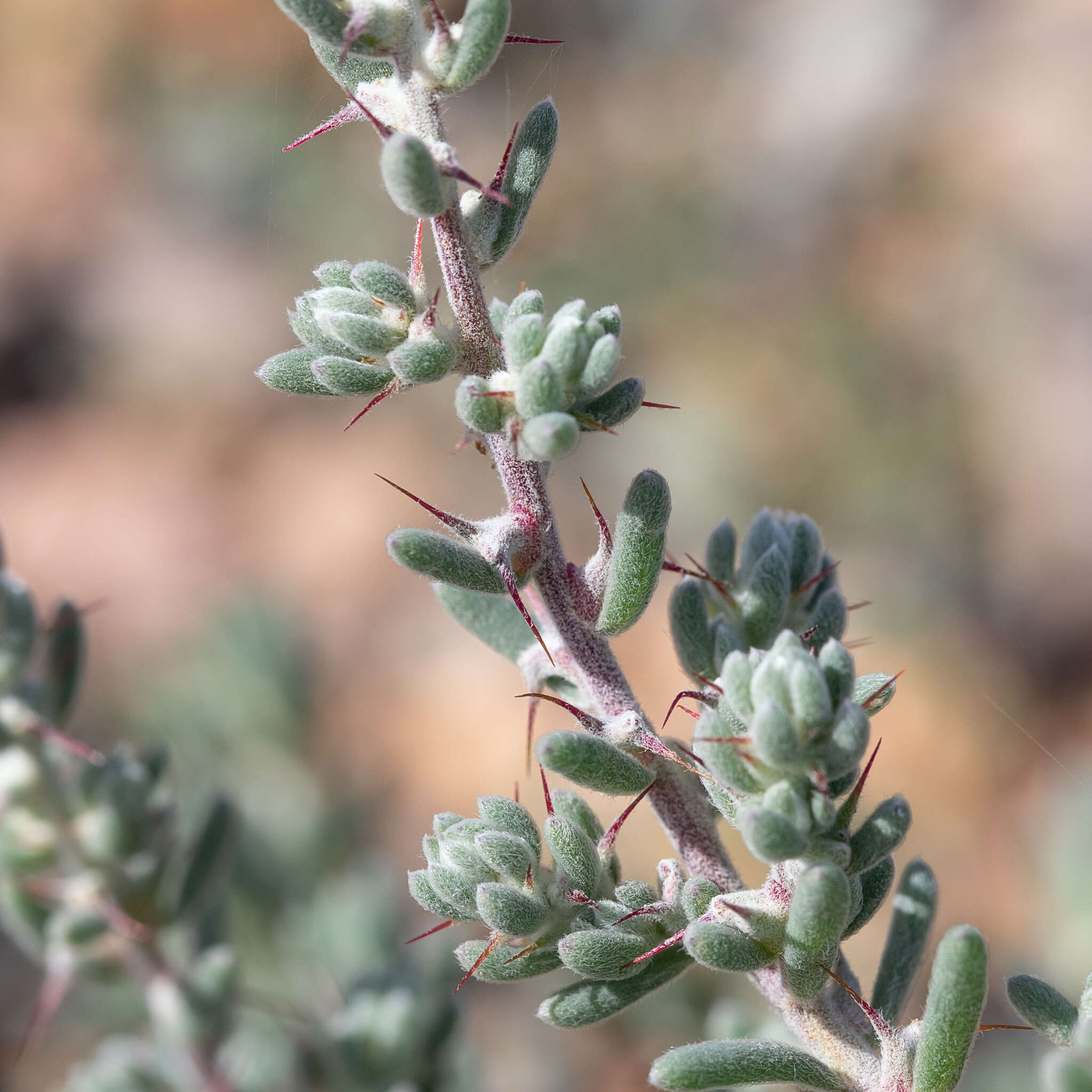 Image de Sclerolaena obliquicuspis (R. H. Anders.) Ulbr.