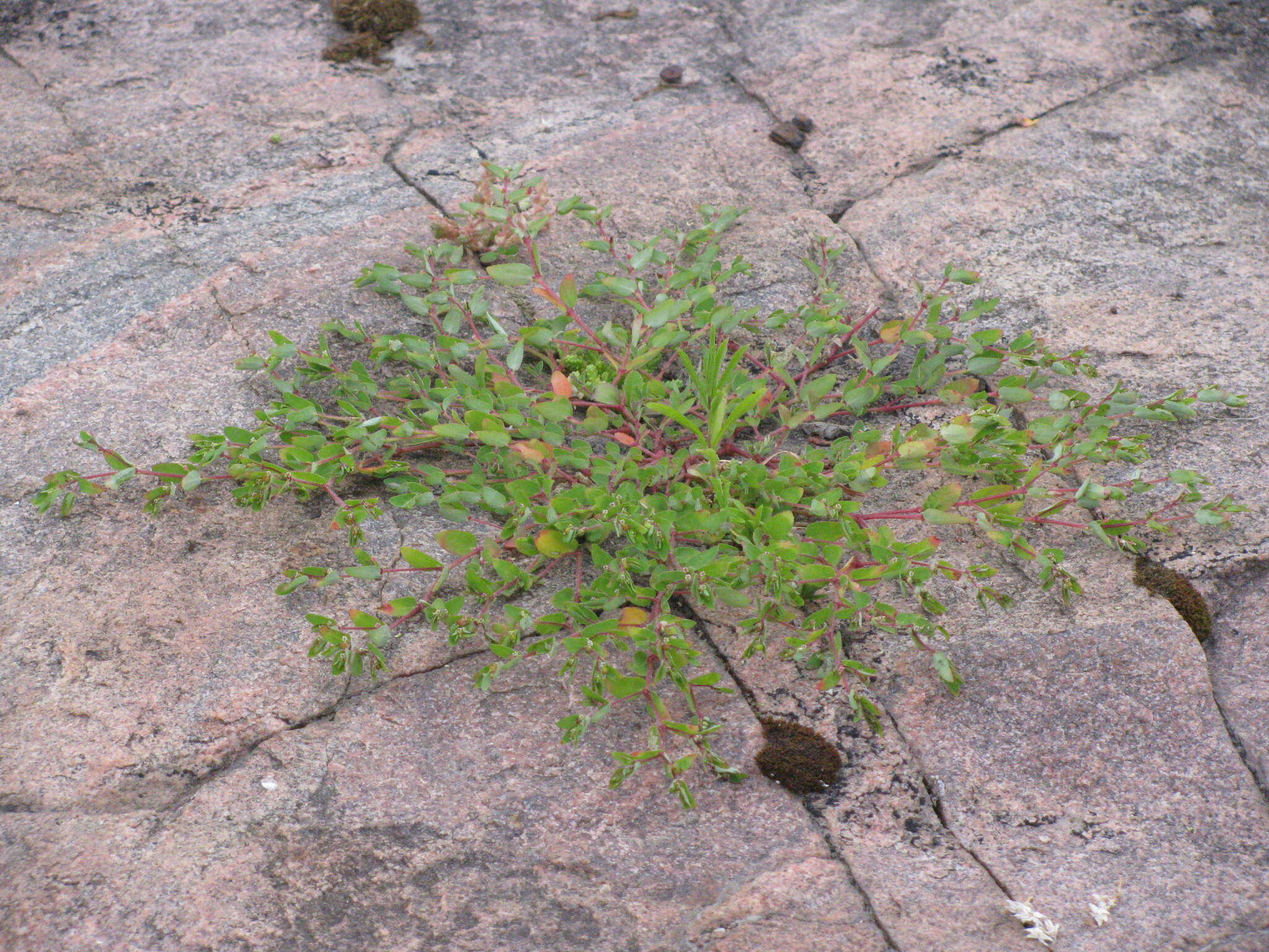 Image de Euphorbia vermiculata Raf.