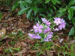 Sivun Phlox pilosa subsp. detonsa (A. Gray) Wherry kuva