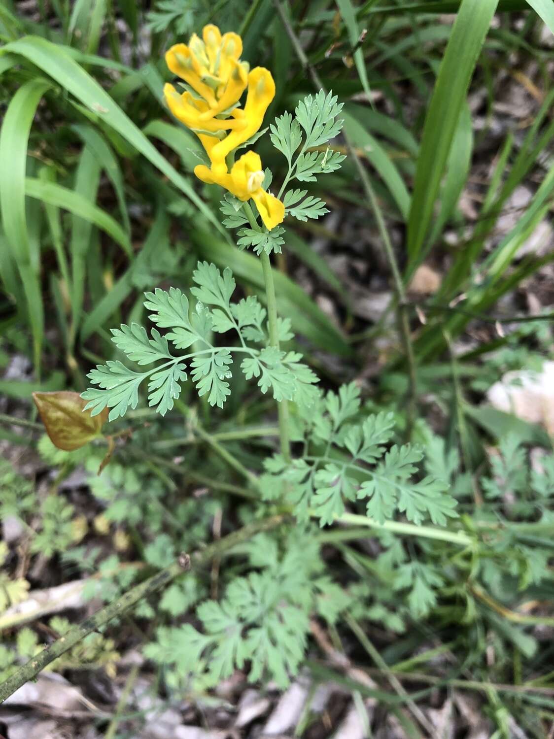 Image de Corydalis curvisiliqua Engelm. ex A. Gray