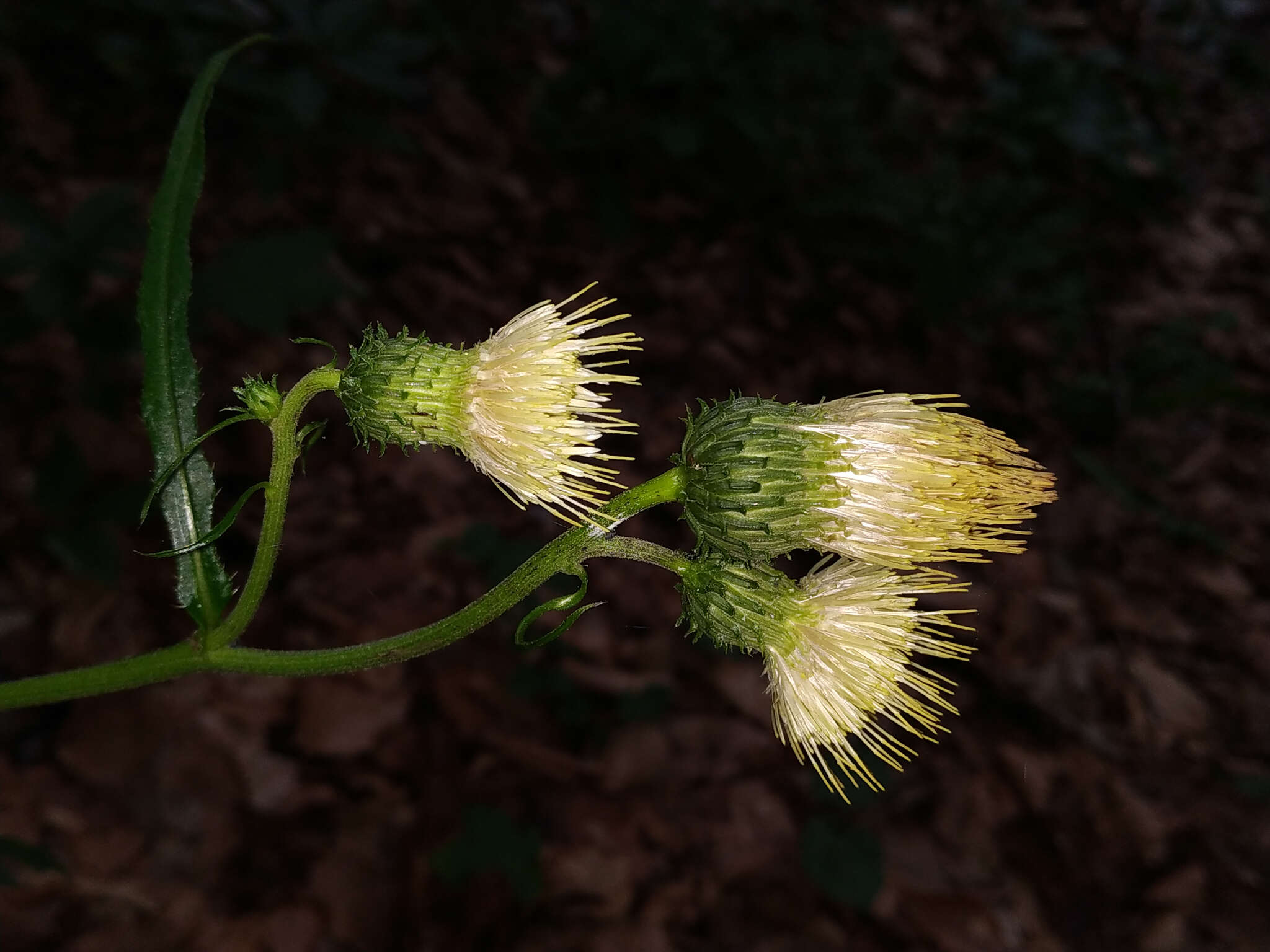 Image of Cirsium erisithales (Jacq.) Scop.