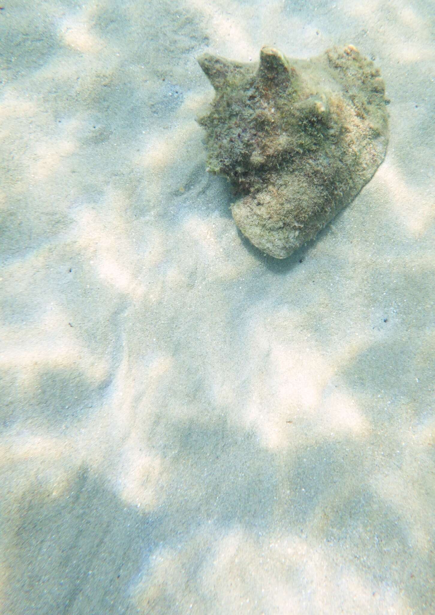 Image of Pink Conch