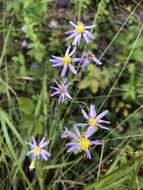 Image of slender aster