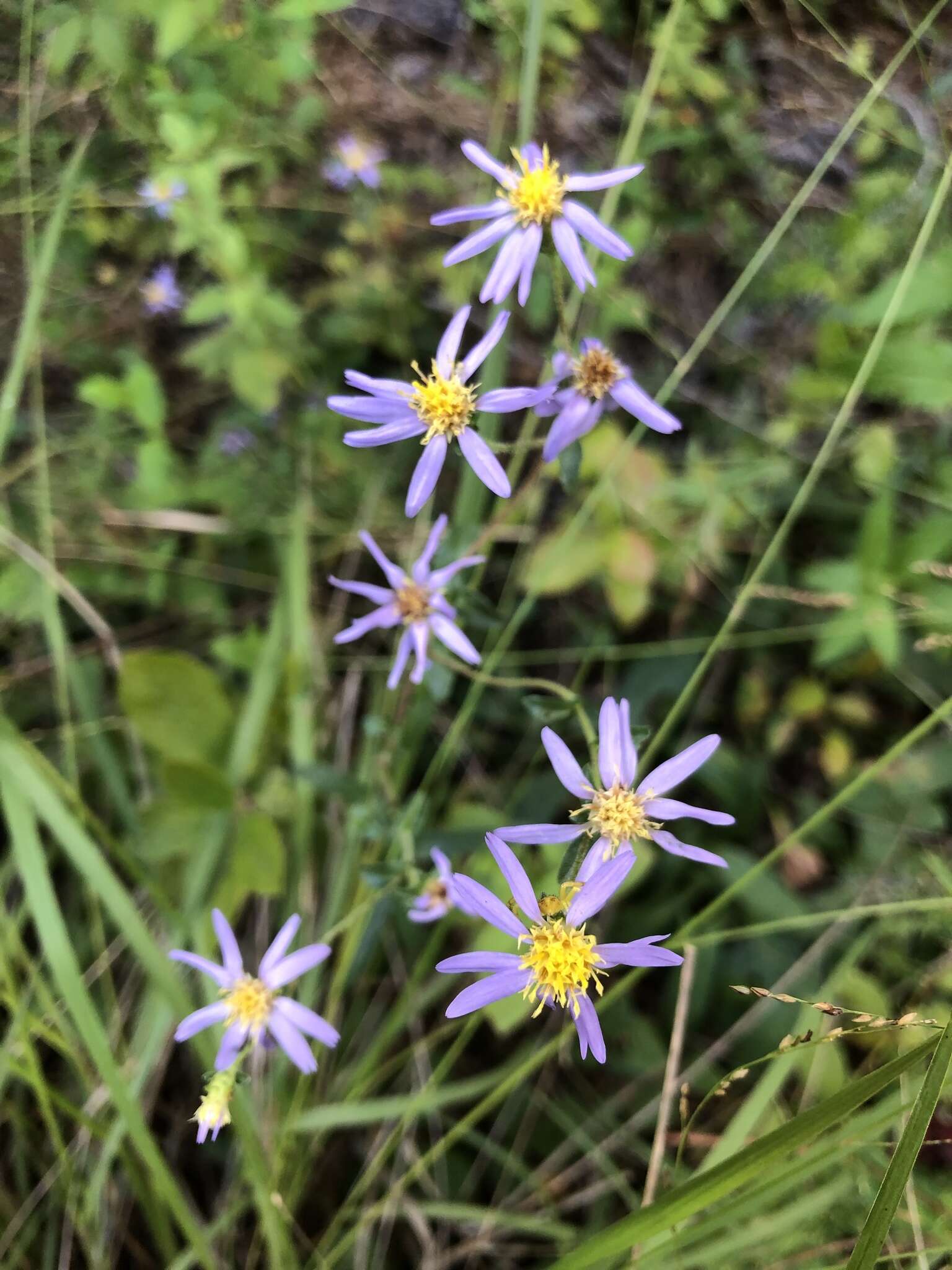 Image of slender aster