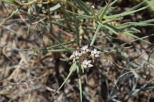 Image of Asclepias meyeriana (Schltr.) Schltr.