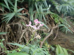 Image of Corydalis decumbens (Thunb.) Pers.