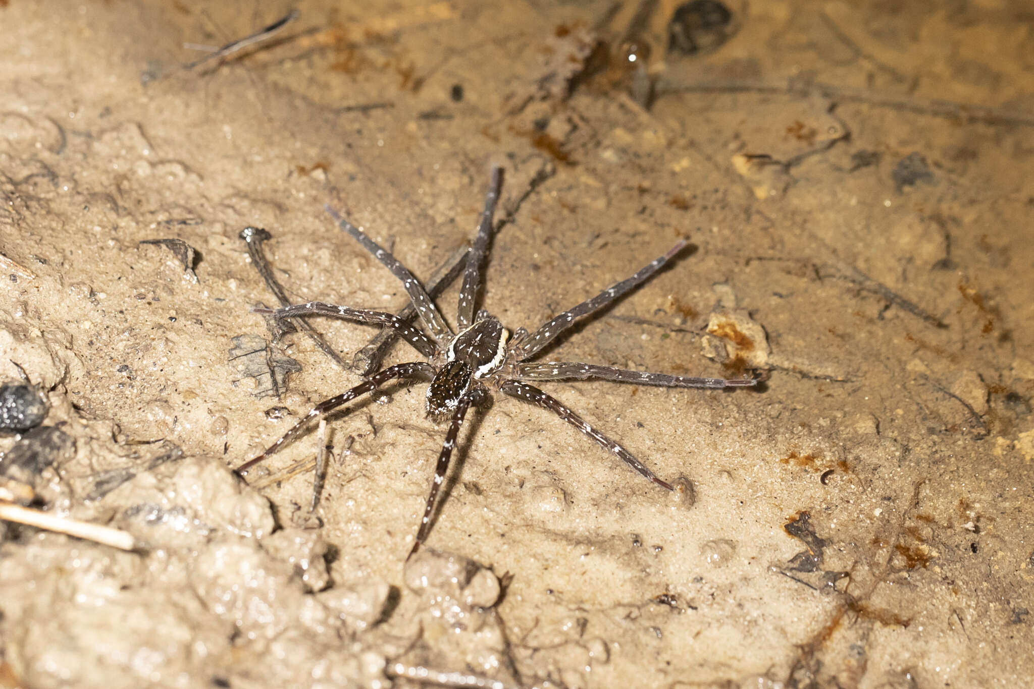 Слика од Dolomedes briangreenei Raven & Hebron 2018