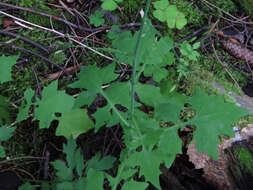 Image of wall lettuce