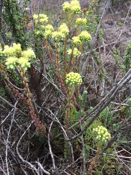 Image of Petrosedum sediforme (Jacq.) V. Grulich