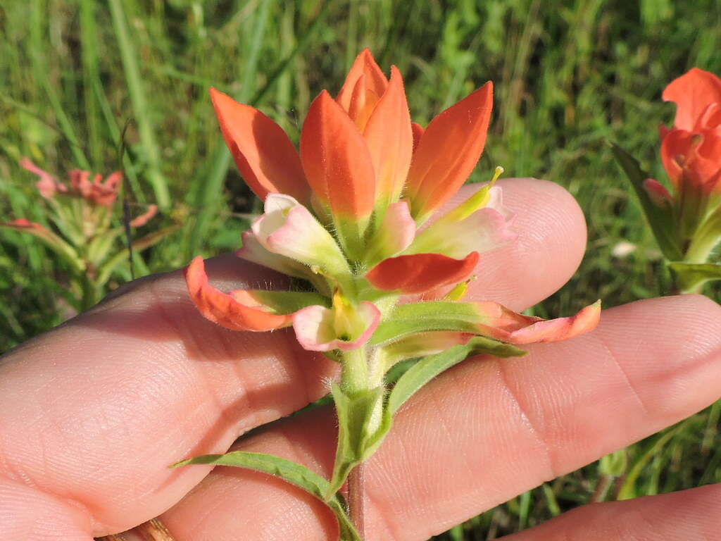 Image de Castilleja indivisa Engelm.