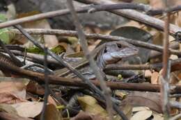 Imagem de Ameiva bifrontata Cope 1862