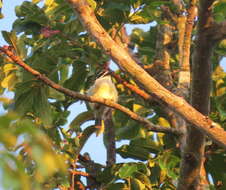 Image of Pogoniulus bilineatus bilineatus (Sundevall 1850)