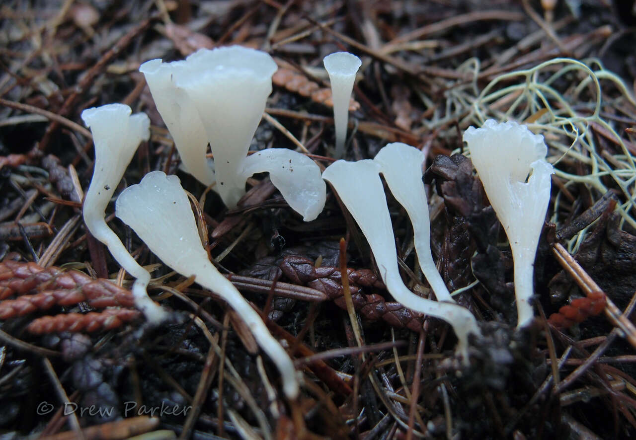 Image of Clavicorona taxophila (Thom) Doty 1947