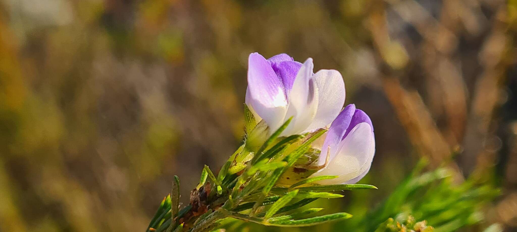 Psoralea ivumba的圖片