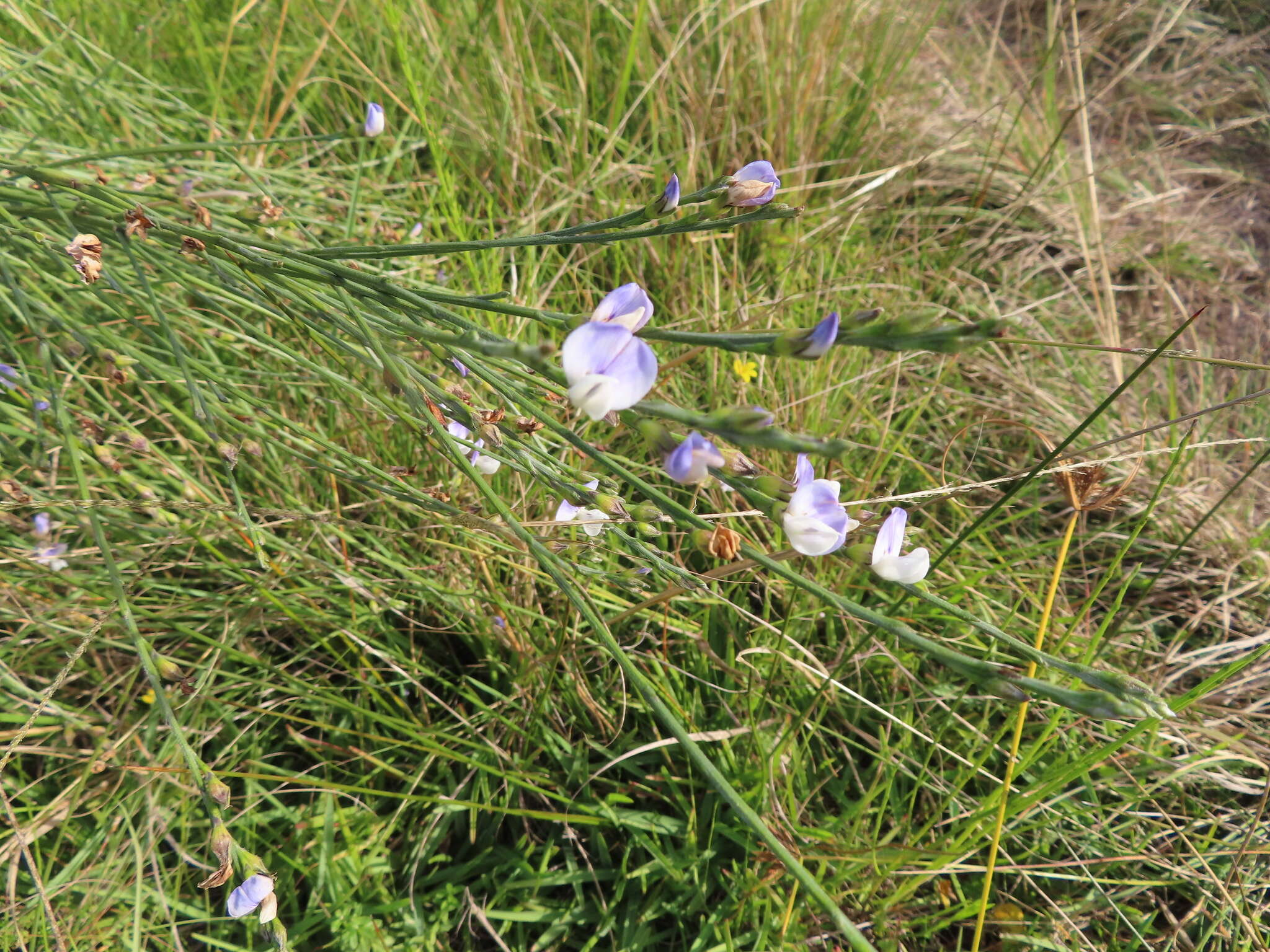 Imagem de Psoralea pullata