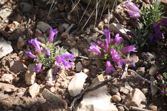 Image of Thompson's beardtongue