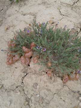 Sivun Astragalus jejunus S. Wats. kuva