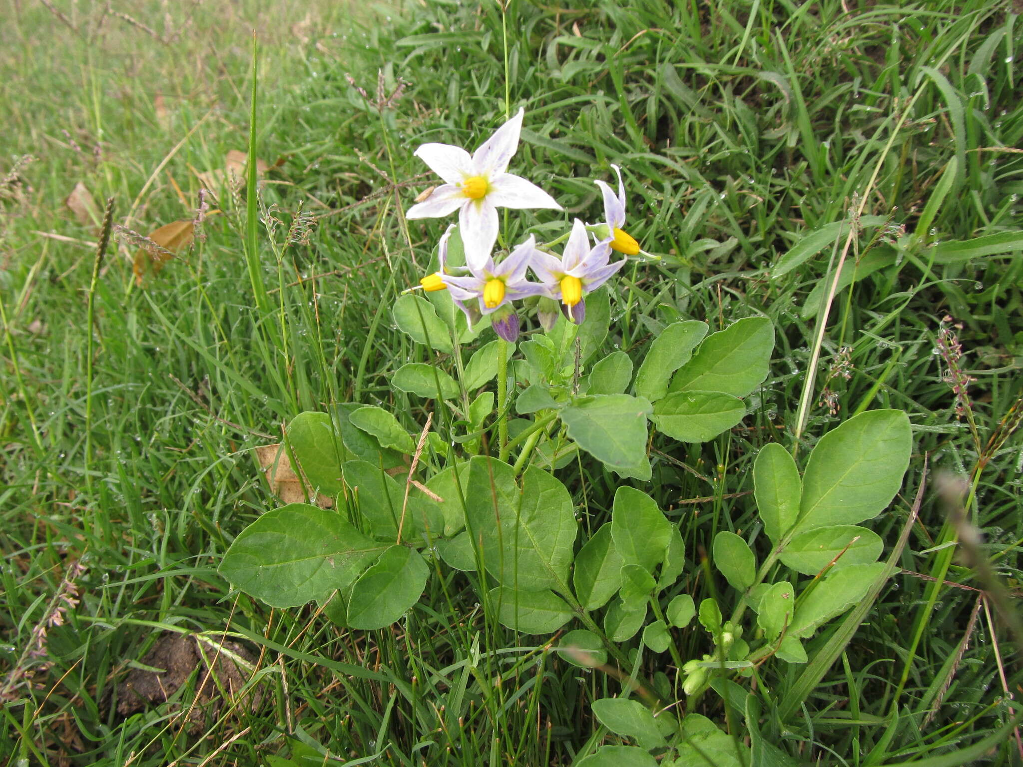 Image of Commerson's nightshade