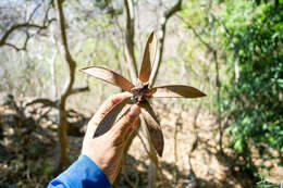 Image of Cedrela salvadorensis Standl.