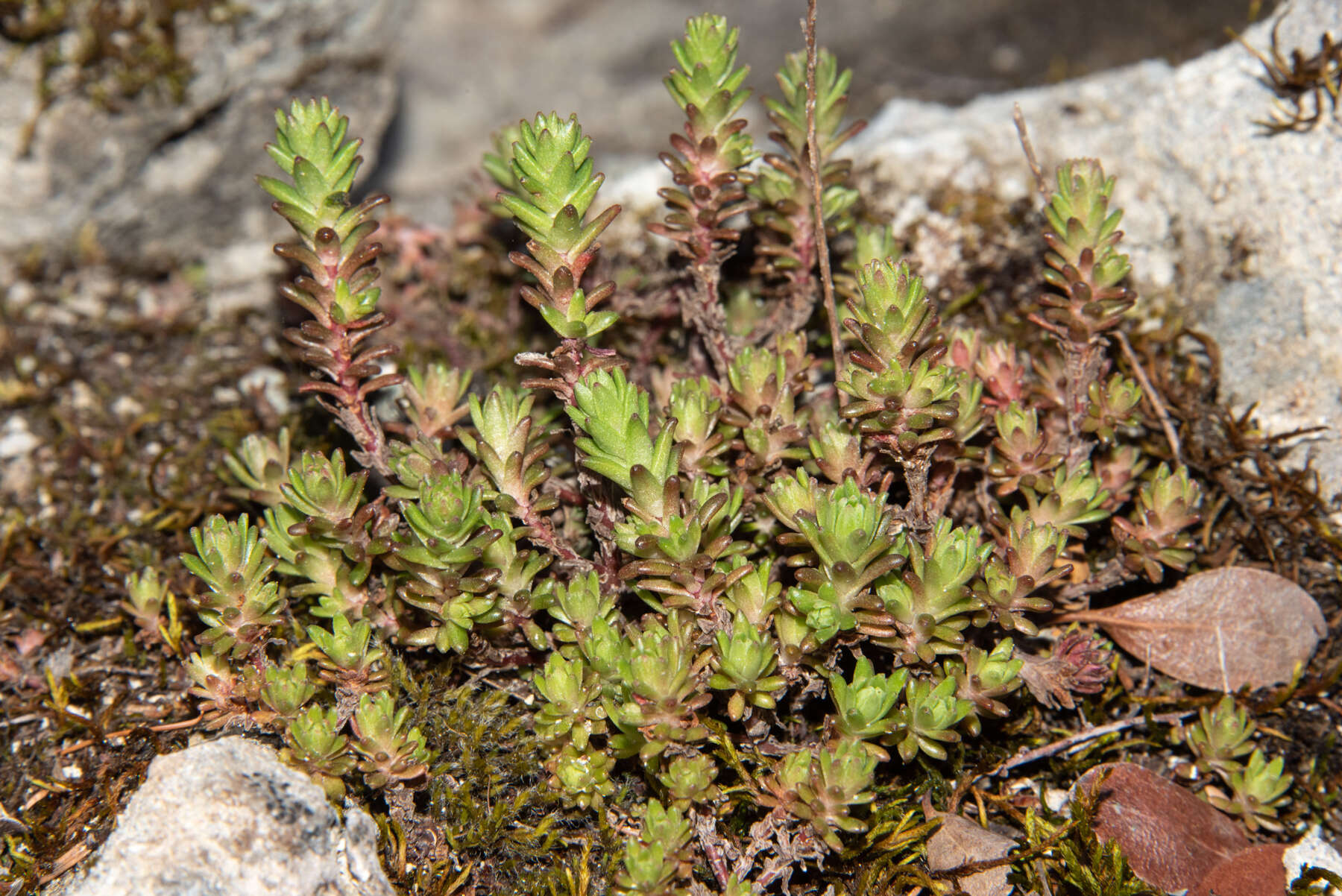 Image of Coast Range stonecrop