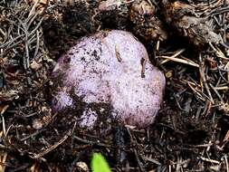 Image of Cortinarius subolivascens A. H. Sm. 1944