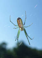 Image of Leucauge venusta (Walckenaer 1841)