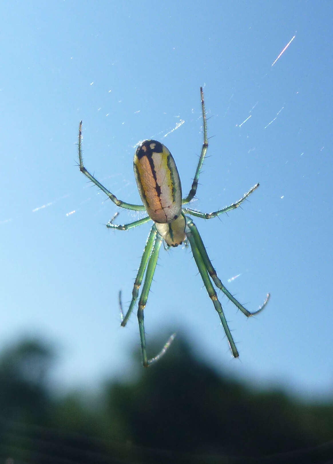 Image of Leucauge venusta (Walckenaer 1841)