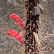 Image of Cleistocactus baumannii (Lem.) Lem.