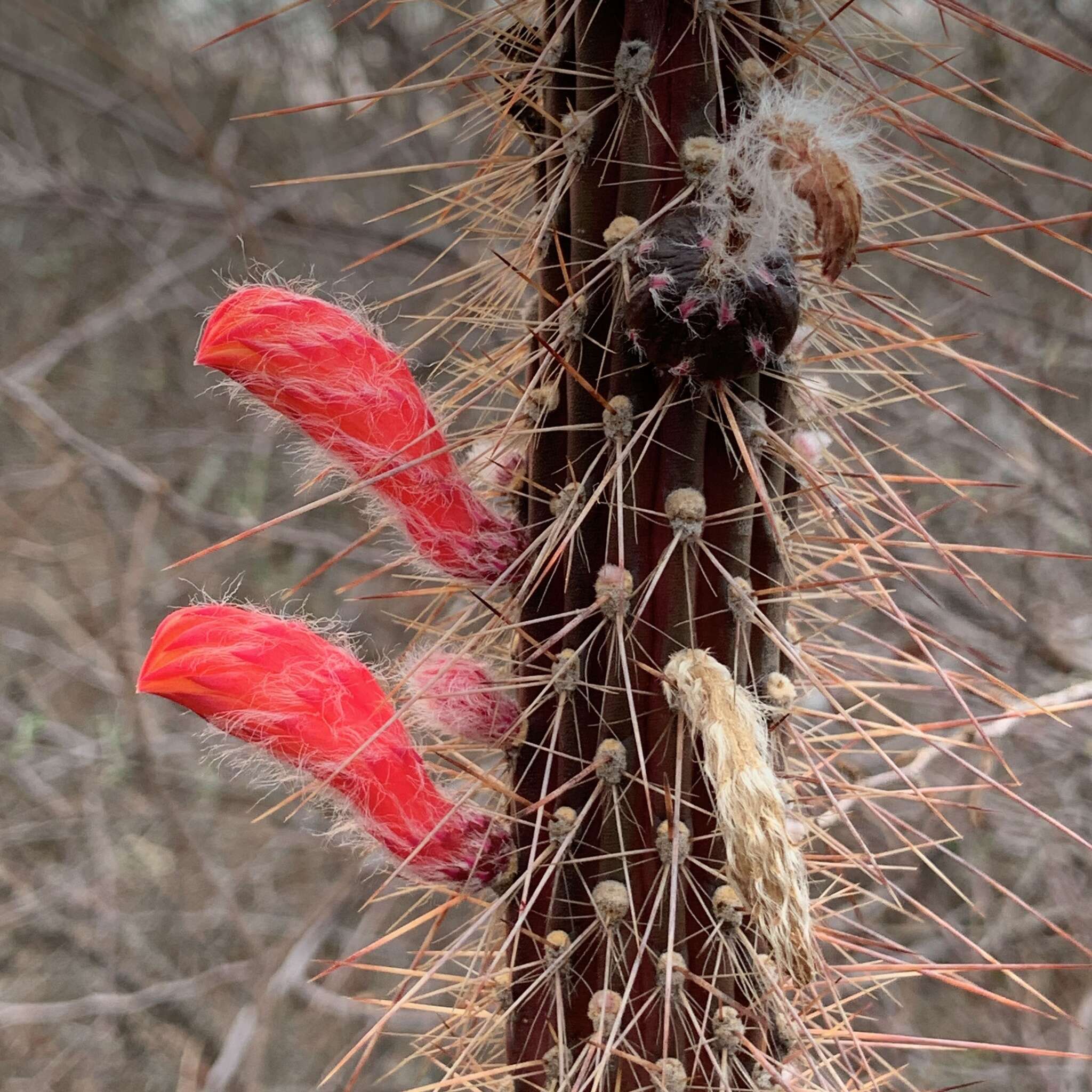 Image of Cleistocactus baumannii (Lem.) Lem.